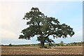 Tree in a field in Lavendon