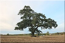 SP9153 : Tree in a field in Lavendon by David Howard