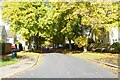 Trees on Saxon Road