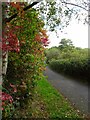 Autumn Path