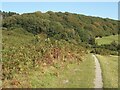 Woodland at the western end of Craig G?ch from Margam Park