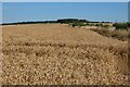 SU4084 : Farmland, Lockinge by Andrew Smith