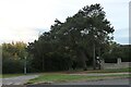 Conifers on Northampton Road, Bromham