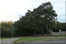 TL0051 : Conifers on Northampton Road, Bromham by David Howard