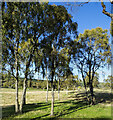 Trees on north side of minor road west of Boat of Garten