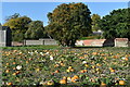 Pumpkin field at Easton Farm