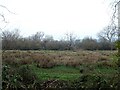 Rough grazing, Winkton Common