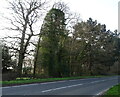 Woodland beside the B3347 