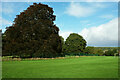 Trees by Stoke Lodge Playing Fields