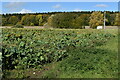 Remains of sunflower field