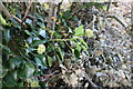 Ivy buds on Northampton Road, Lavendon