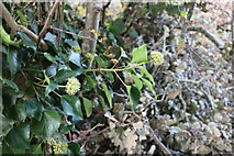 SP9153 : Ivy buds on Northampton Road, Lavendon by David Howard