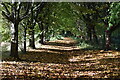 Leaf-strewn bridleway towards Anvill