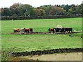 NZ1147 : Beef cattle around feeders by Robert Graham