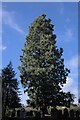 SP7087 : Sequoiadendron giganteum by Bob Harvey