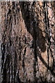 SP7087 : Giant Redwood, Sequoiadendron giganteum by Bob Harvey