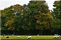 Letton: Sheep grazing in Letton Hall Park