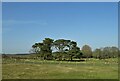 Grazing and woodland near East Burton