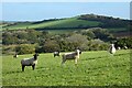 Pasture, Lanivet