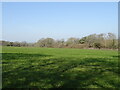 Grazing towards Brockhill Coppice