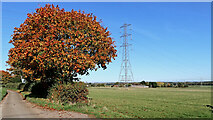 SJ7601 : Farmland with maple tree near Beckbury in Shropshire by Roger  D Kidd