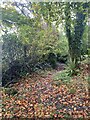 Leafy track towards Torcoed Isaf