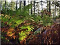 Bracken in Eymore Wood