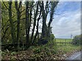 Woodland and field on Mynydd Cerrig