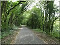 Trees overhanging Taff Trail