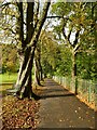 Chestnut walk in Congleton park