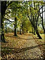 Leaves on the path