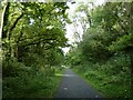 Trees overhanging Sustrans NCN4, Namtgarw