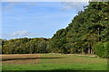 TF8625 : West Raynham: Langton Green Wood by Michael Garlick
