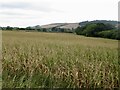 ST8410 : Fields near Shillingstone by Richard Webb