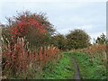 Autumn colours beside the path