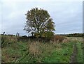 Rowan tree beside the path