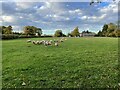 Curious sheep on the footpath