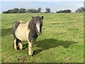 Short-legged Gower pony