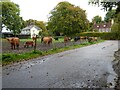 Highland cattle in Kent