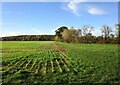 Autumn sown crop and Kelham Hills