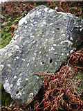 NZ0507 : Cup and ring marked stone in Osmaril Gill by Andy Waddington
