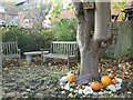 Tree by Crescent Road, Faversham