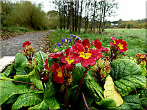 H4772 : Primulas along the Highway to Health path, Mullaghmore by Kenneth  Allen