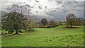 Fields near Hollins House, Wensleydale