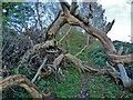 A fallen tree frames the path