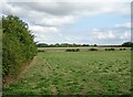 Field and hedgerow off Pavenham Road