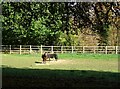 Grazing off Souldrop Road