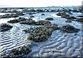 Ripples in the sand