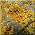 Maritime sunburst lichen