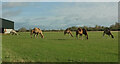 SP2744 : Camels in Warwickshire by Derek Harper